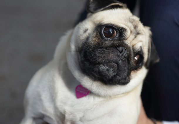 Vintage γάμος στα Αθηναϊκά προάστια | Ευγενία & Πάνος